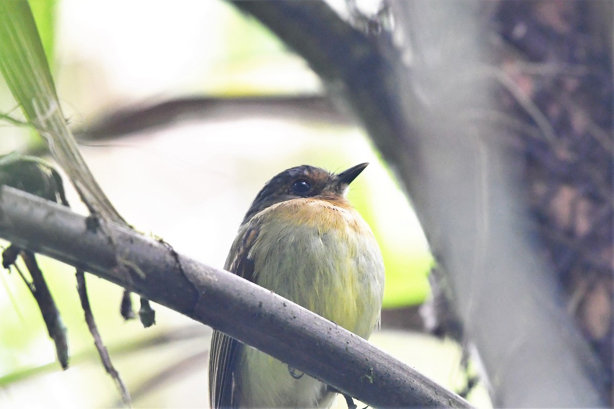 Rufous-breasted Flycatcher - ML145385371