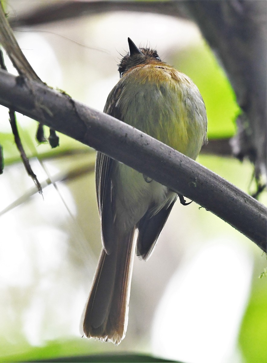 Rufous-breasted Flycatcher - ML145385381