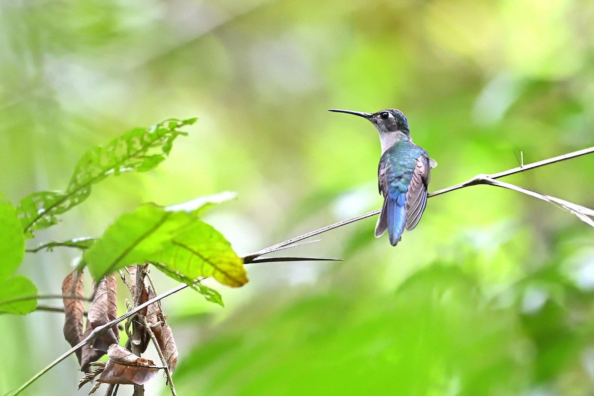 Wedge-tailed Sabrewing - Luis Guillermo