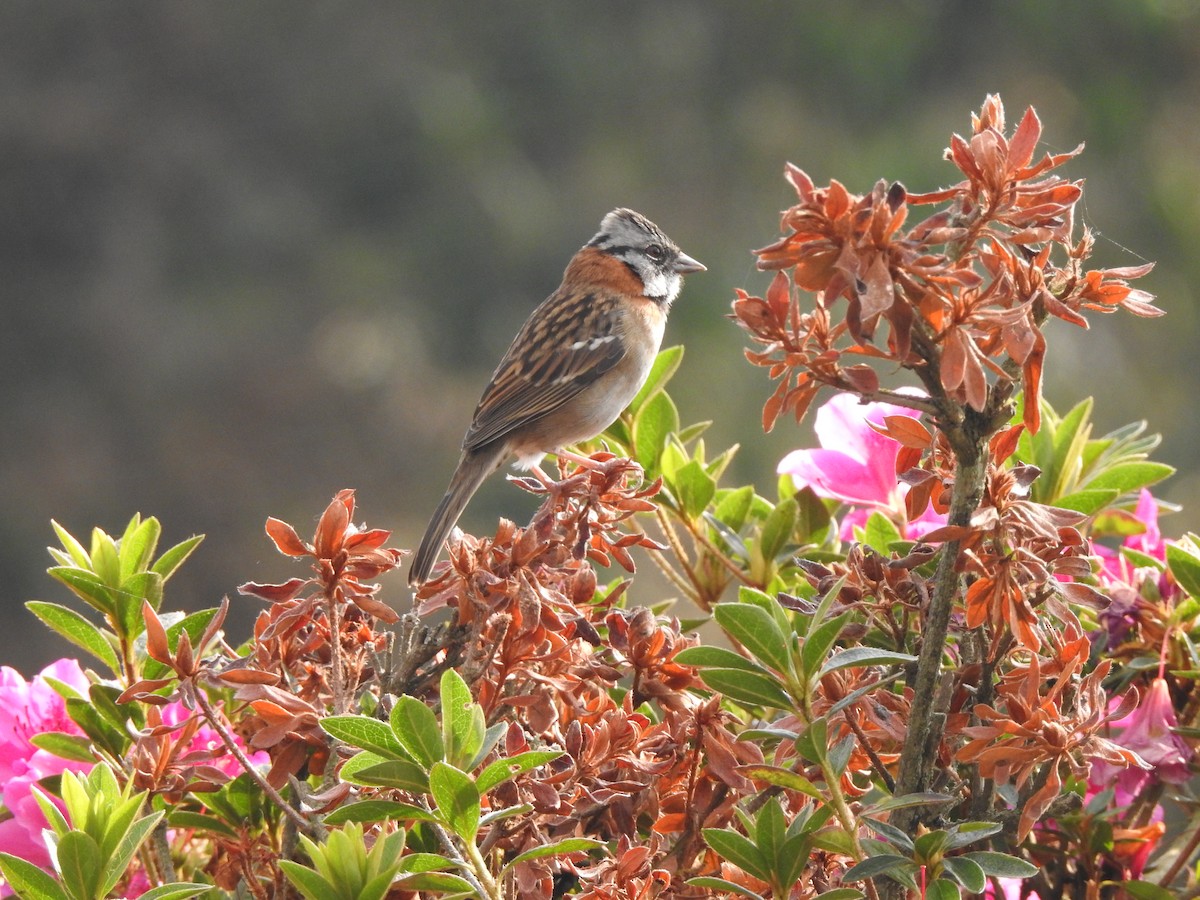 Rufous-collared Sparrow - Hugo Vides