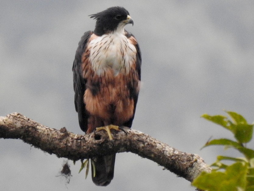 Rufous-bellied Eagle - eBird India