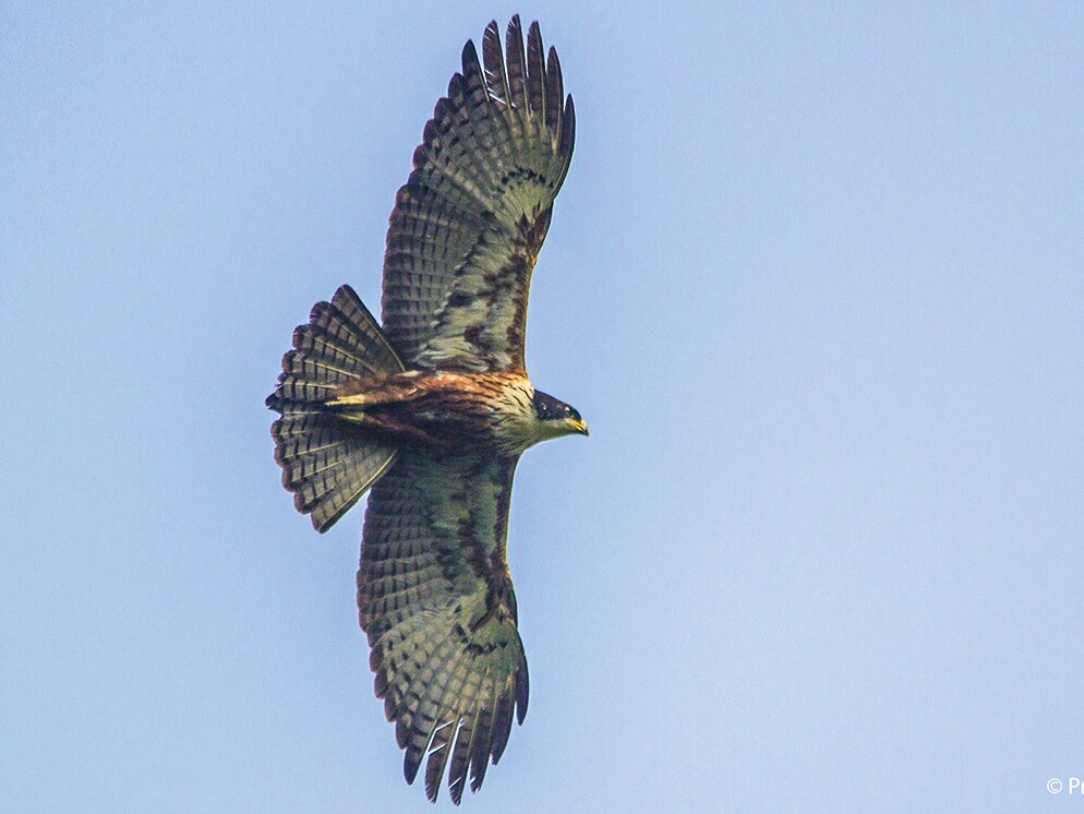 Rufous-bellied Eagle - Prashant Kumar