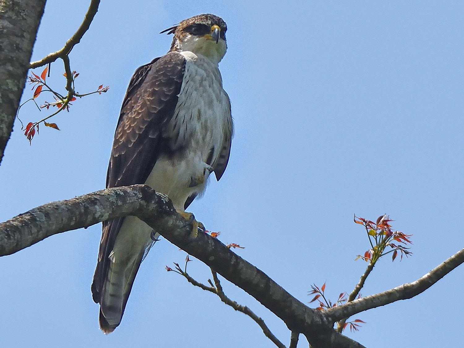 Rufous-bellied Eagle - Polly Kalamassery