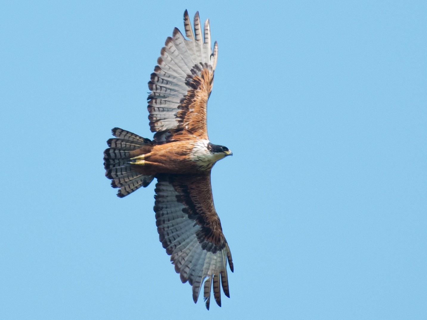 Rufous-bellied Eagle - Afthab Faisal k