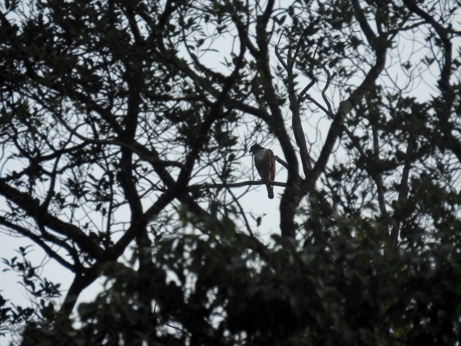 Rufous-bellied Eagle - Ashwin Viswanathan