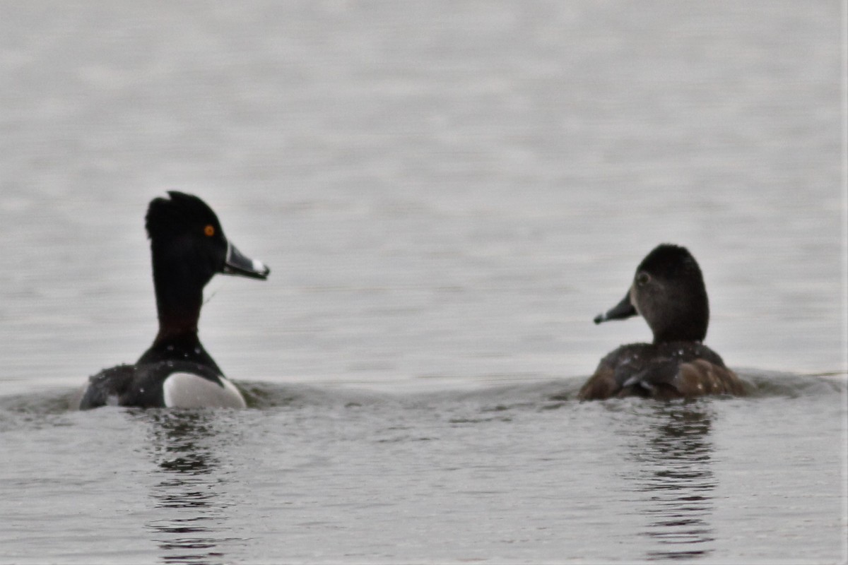 Ring-necked Duck - Michael Clay