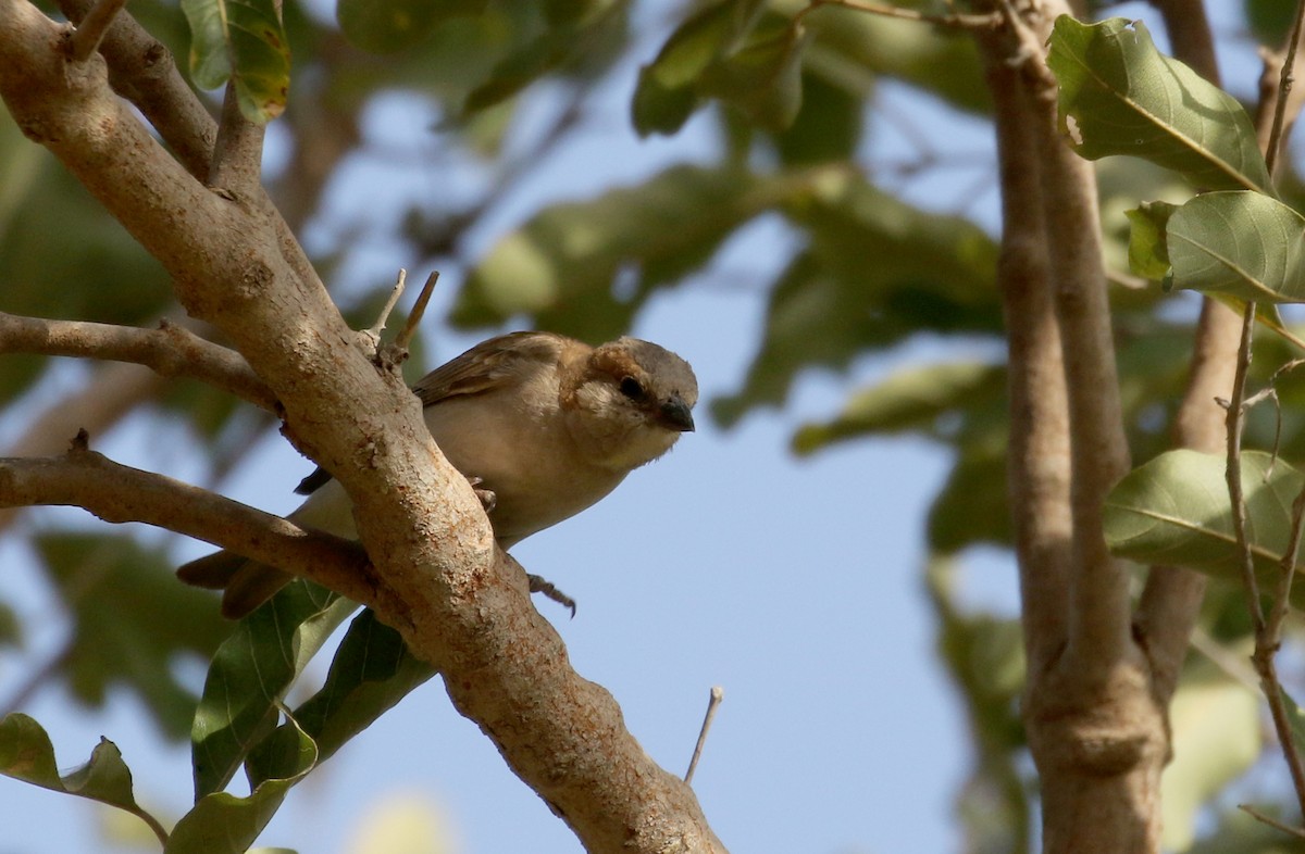Sahel Bush Sparrow - ML145389491