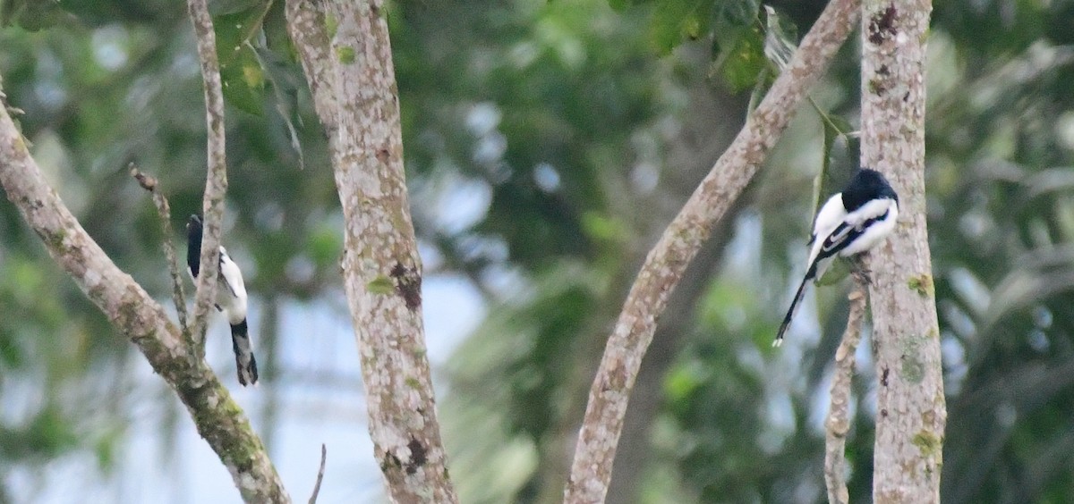 Magpie Tanager - ML145390941