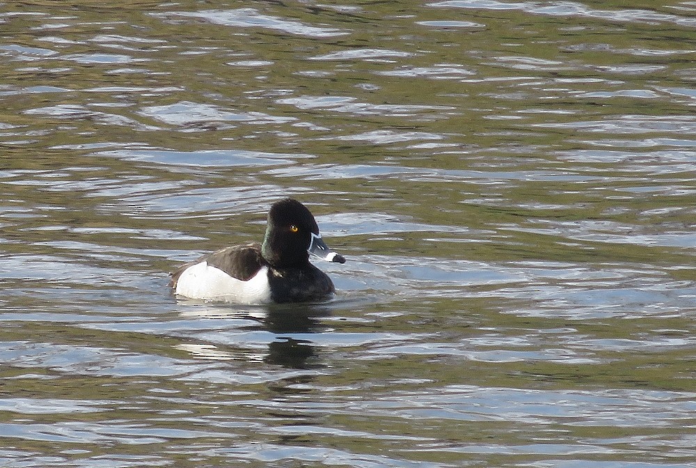 Ring-necked Duck - Bonnie Roemer