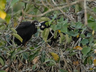 นกเต็มวัยและลูกนก - Kalyan Varma - ML145394361