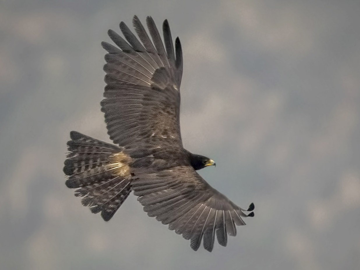 Black eagle (Ictinaetus malaiensis)