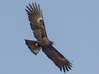 Black Eagle - Ictinaetus malaiensis - Birds of the World