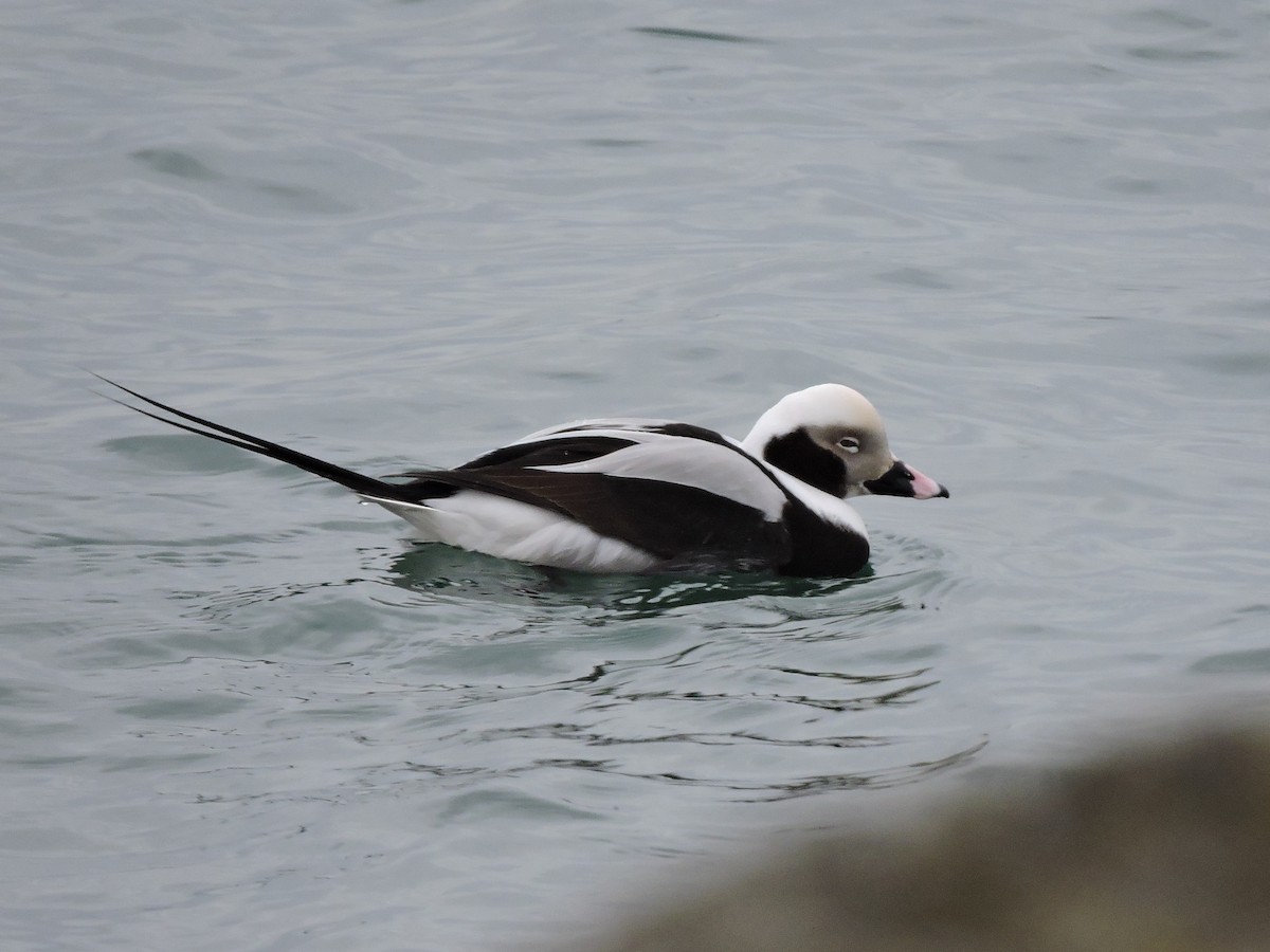 Long-tailed Duck - ML145396481