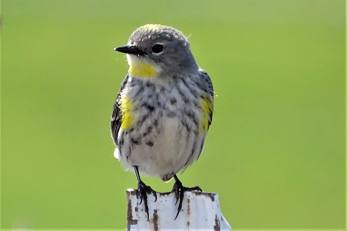 Yellow-rumped Warbler (Audubon's) - Diane Rose