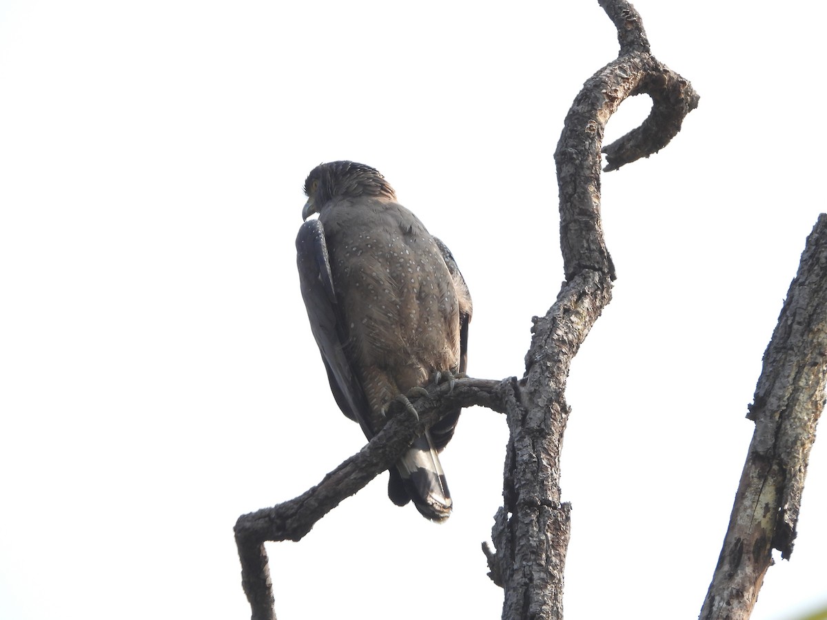 Crested Serpent-Eagle - ML145398521