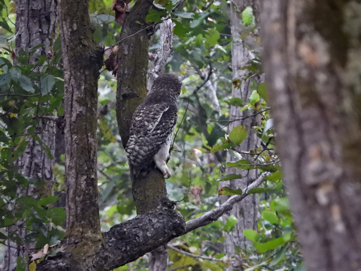 Spot-bellied Eagle-Owl - ML145401251