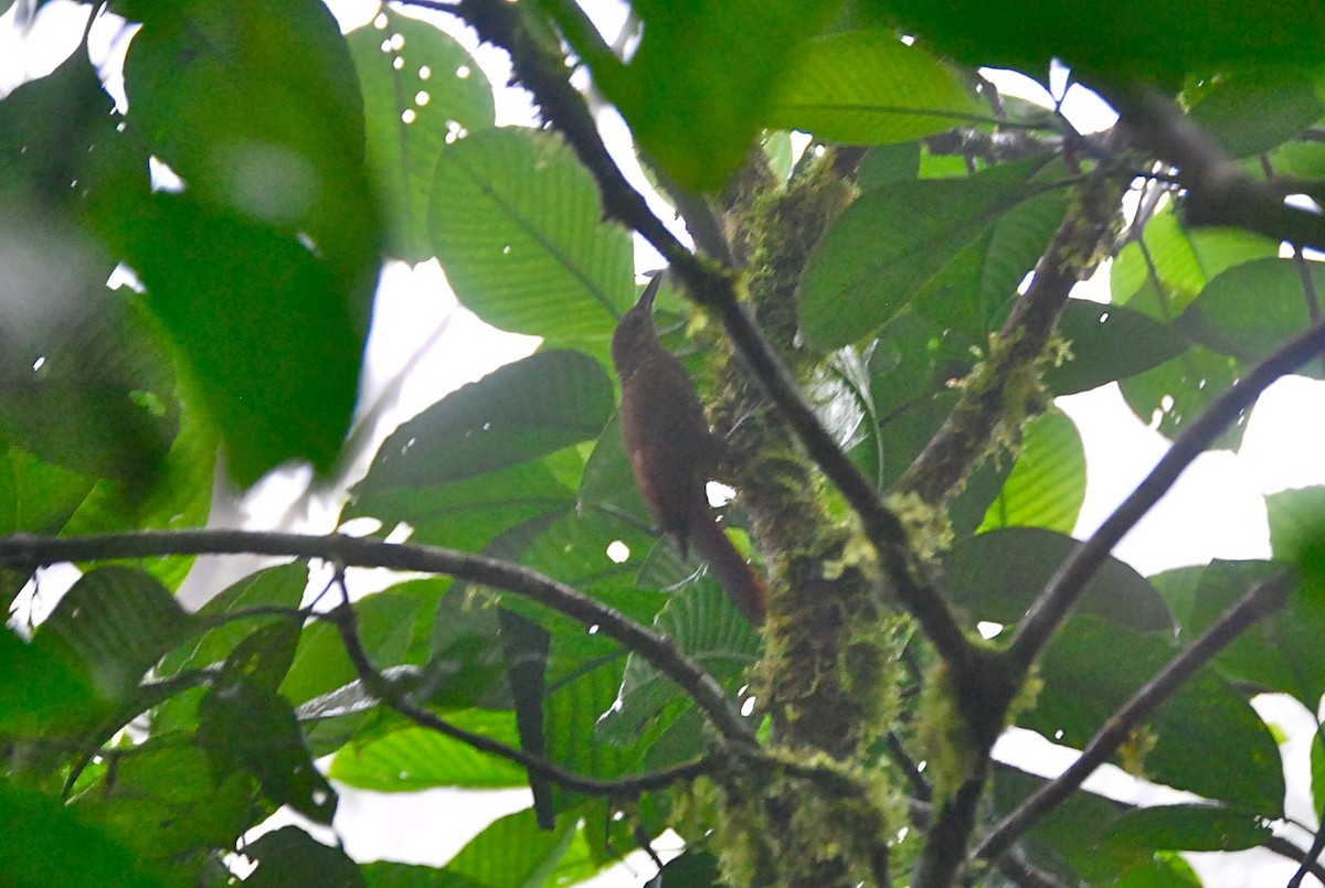 Spotted Woodcreeper - ML145401471