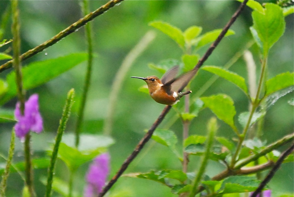 Sparkling-tailed Hummingbird - ML145401771