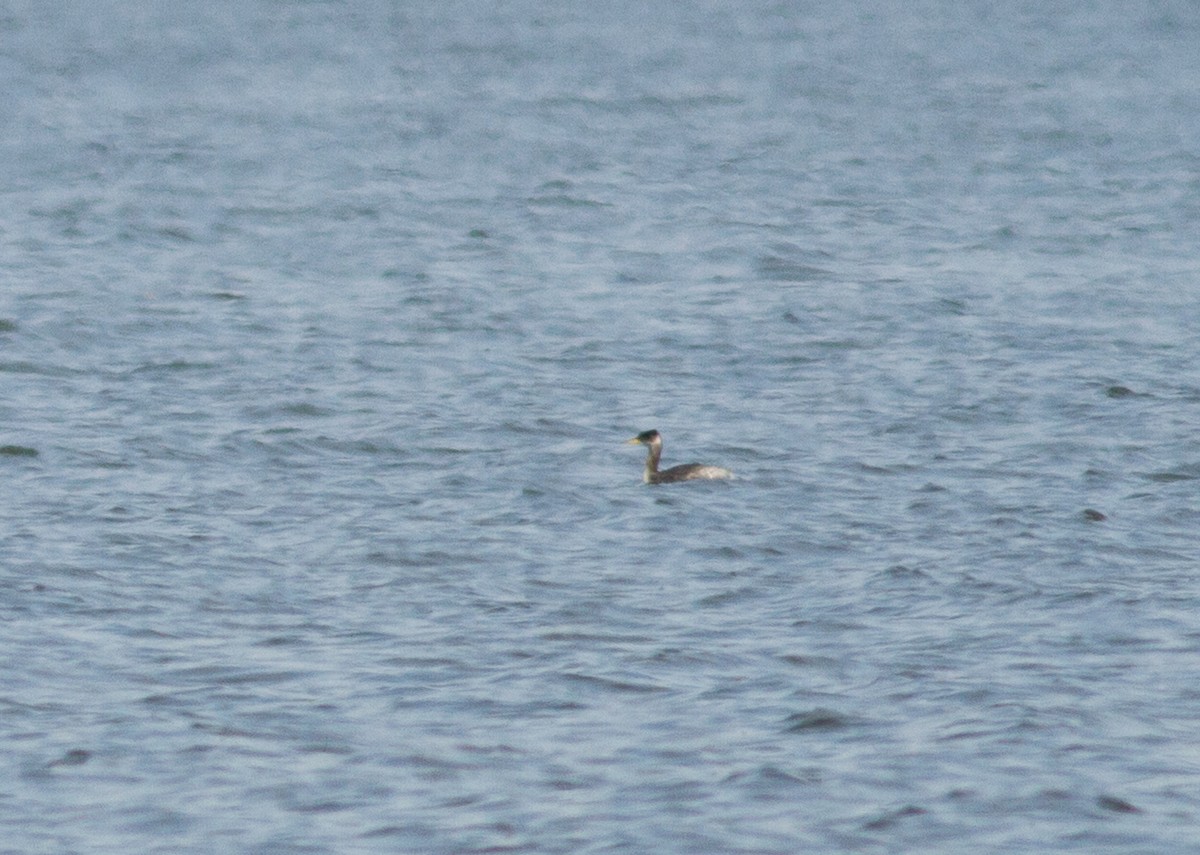 Red-necked Grebe - ML145402121