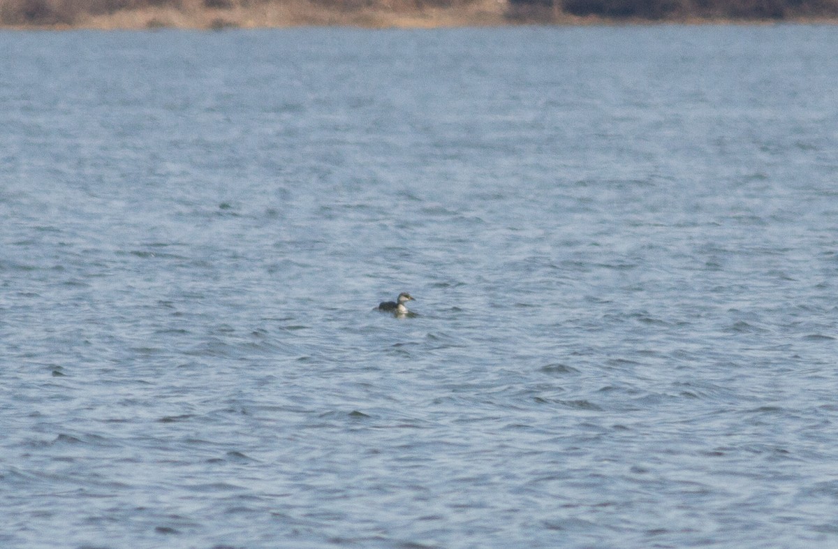 Red-necked Grebe - ML145402131