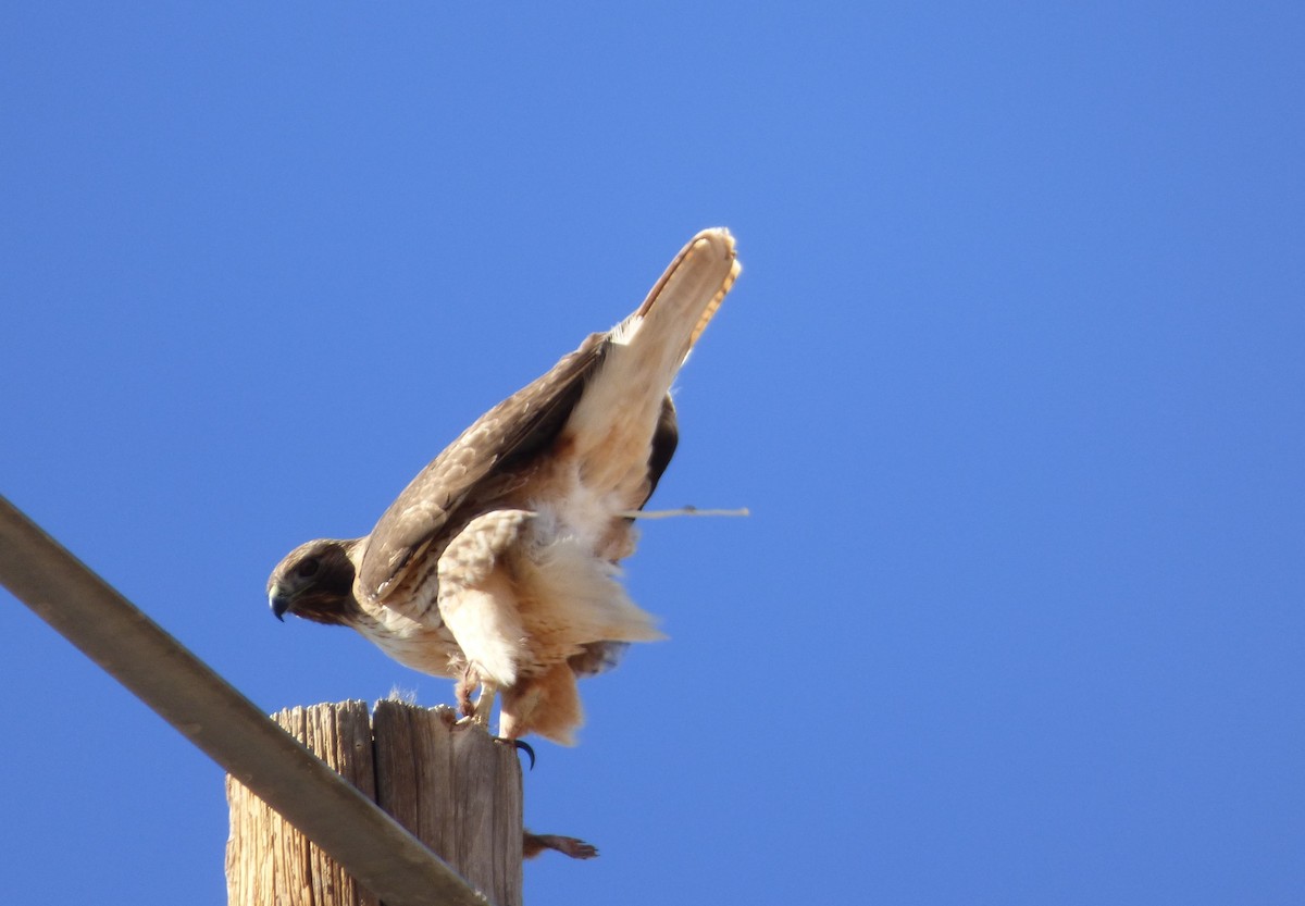 Red-tailed Hawk - Judy Lazarus Yellon