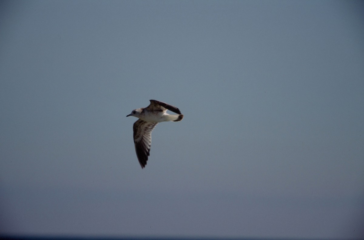 Common Gull (European) - Mike Andersen