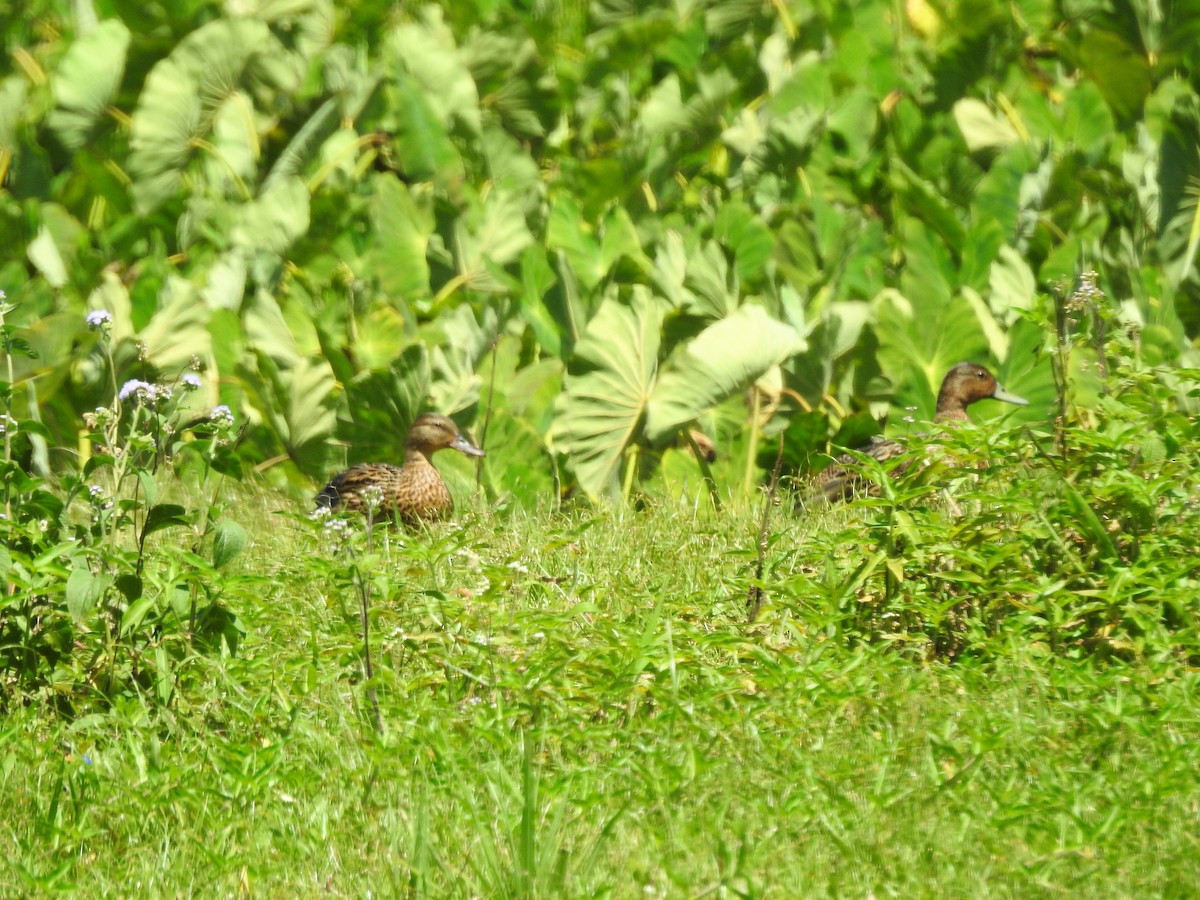 Hawaiian Duck - ellen horak