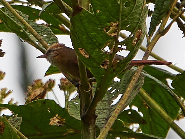 Creamy-crested Spinetail - Randy Countryman