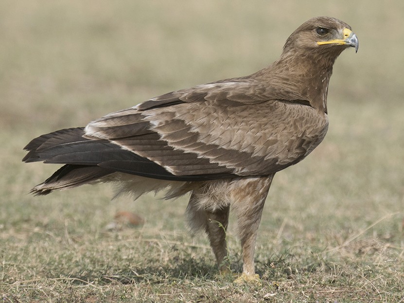 Indian Spotted Eagle - Biju PB
