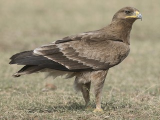 Взрослая/молодая птица - Biju PB - ML145407561
