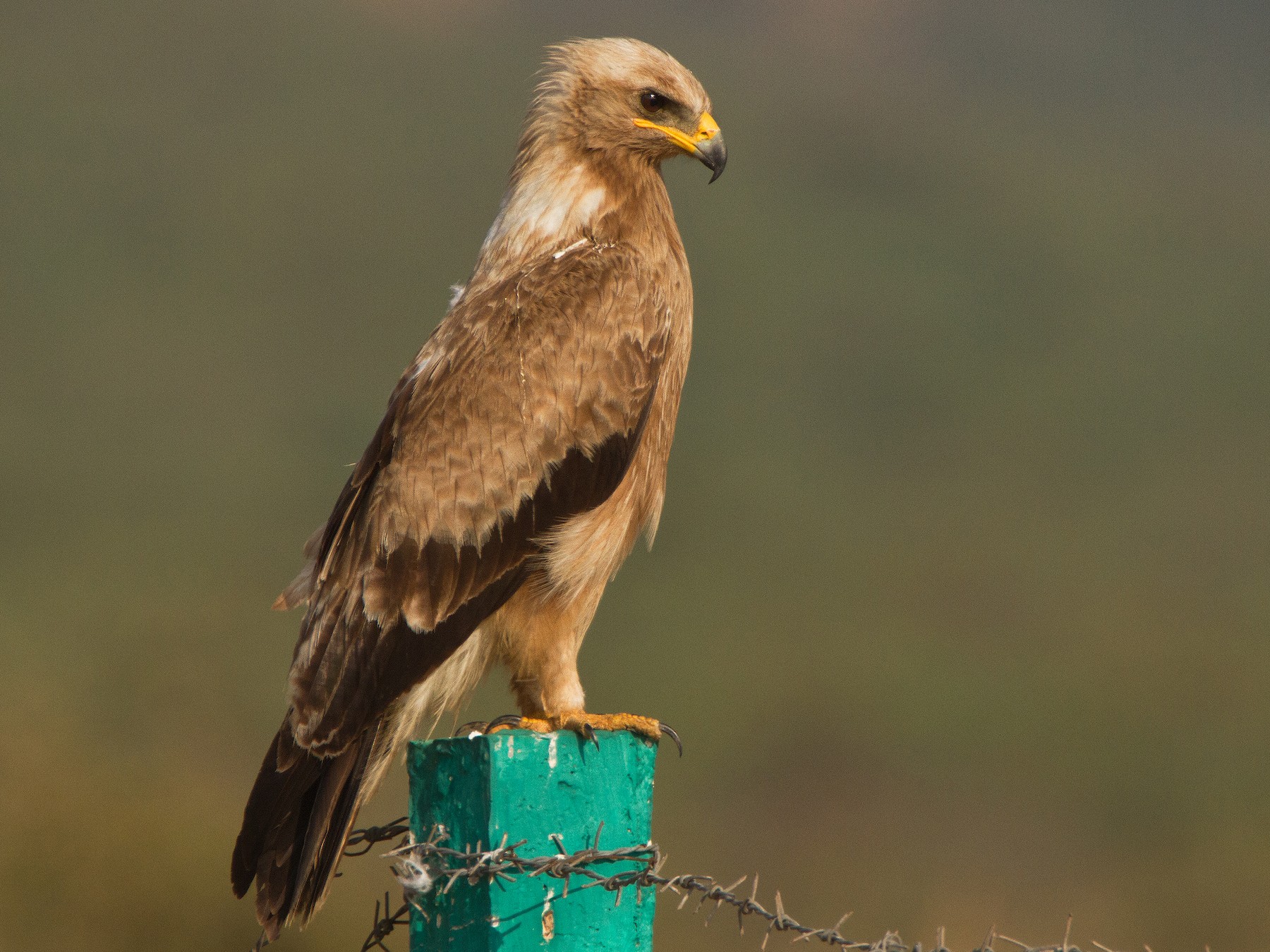 Indian Spotted Eagle - Muthu Narayanan