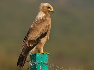 Молодая птица - Muthu Narayanan - ML145407581