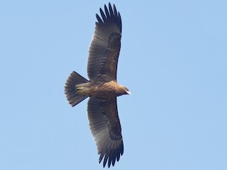  - Indian Spotted Eagle