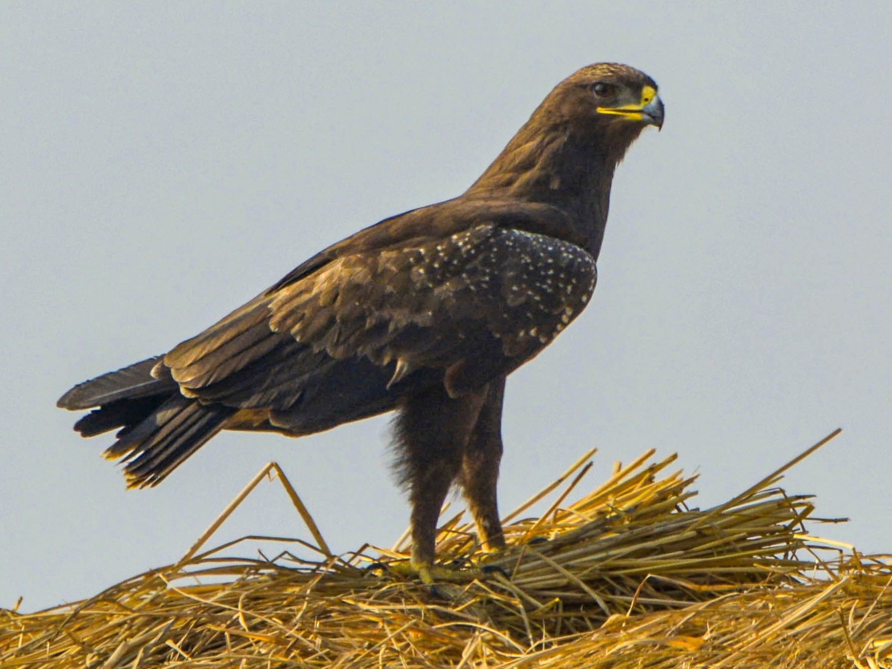 Indian Spotted Eagle - Parvez Shagoo