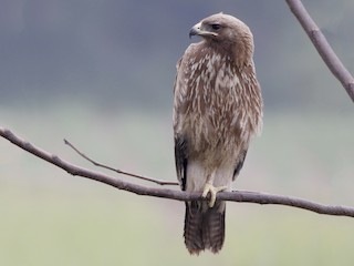 Молодая птица - Vijaya Lakshmi - ML145407621