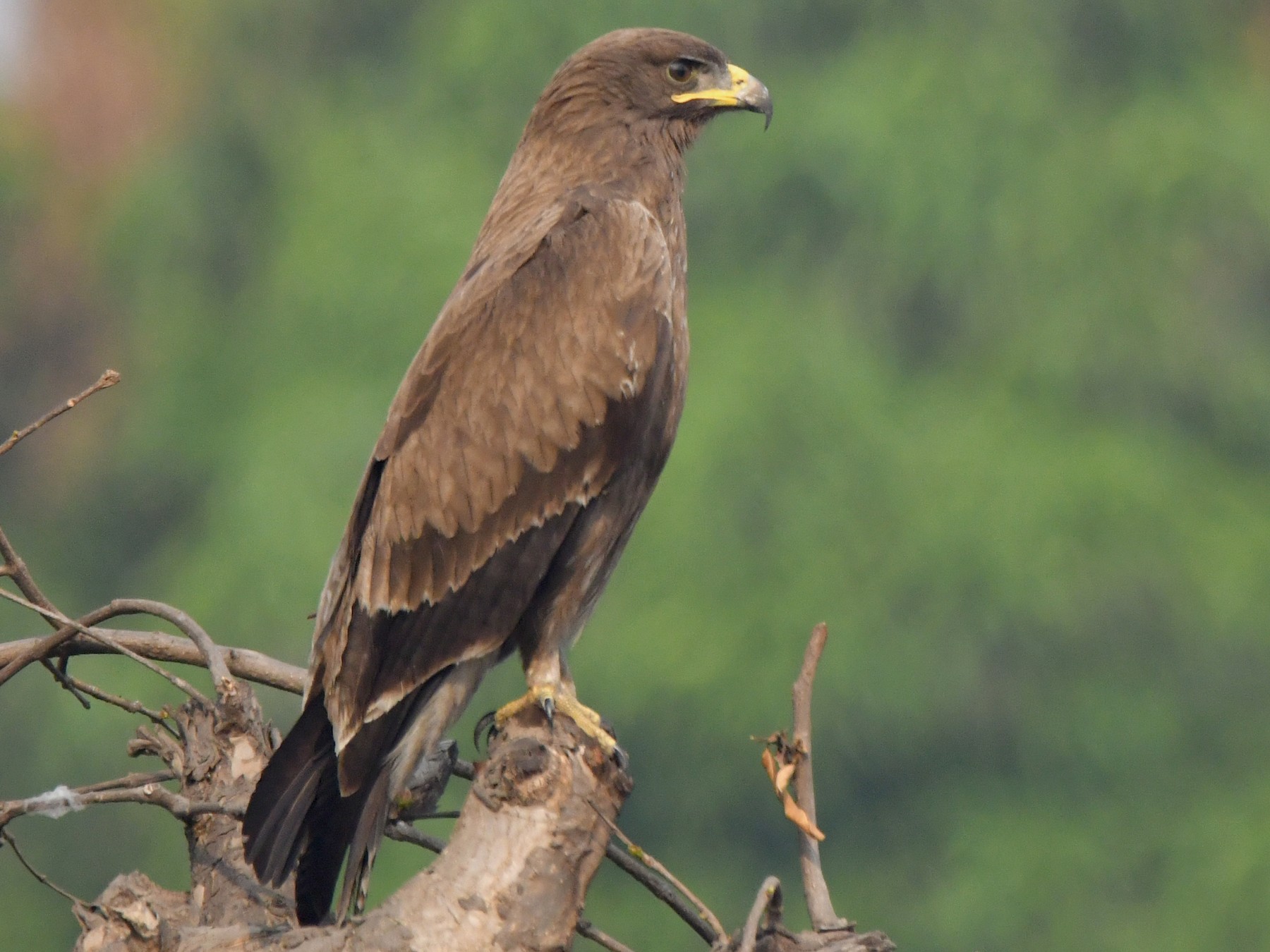 Indian Spotted Eagle - Bimal Modi