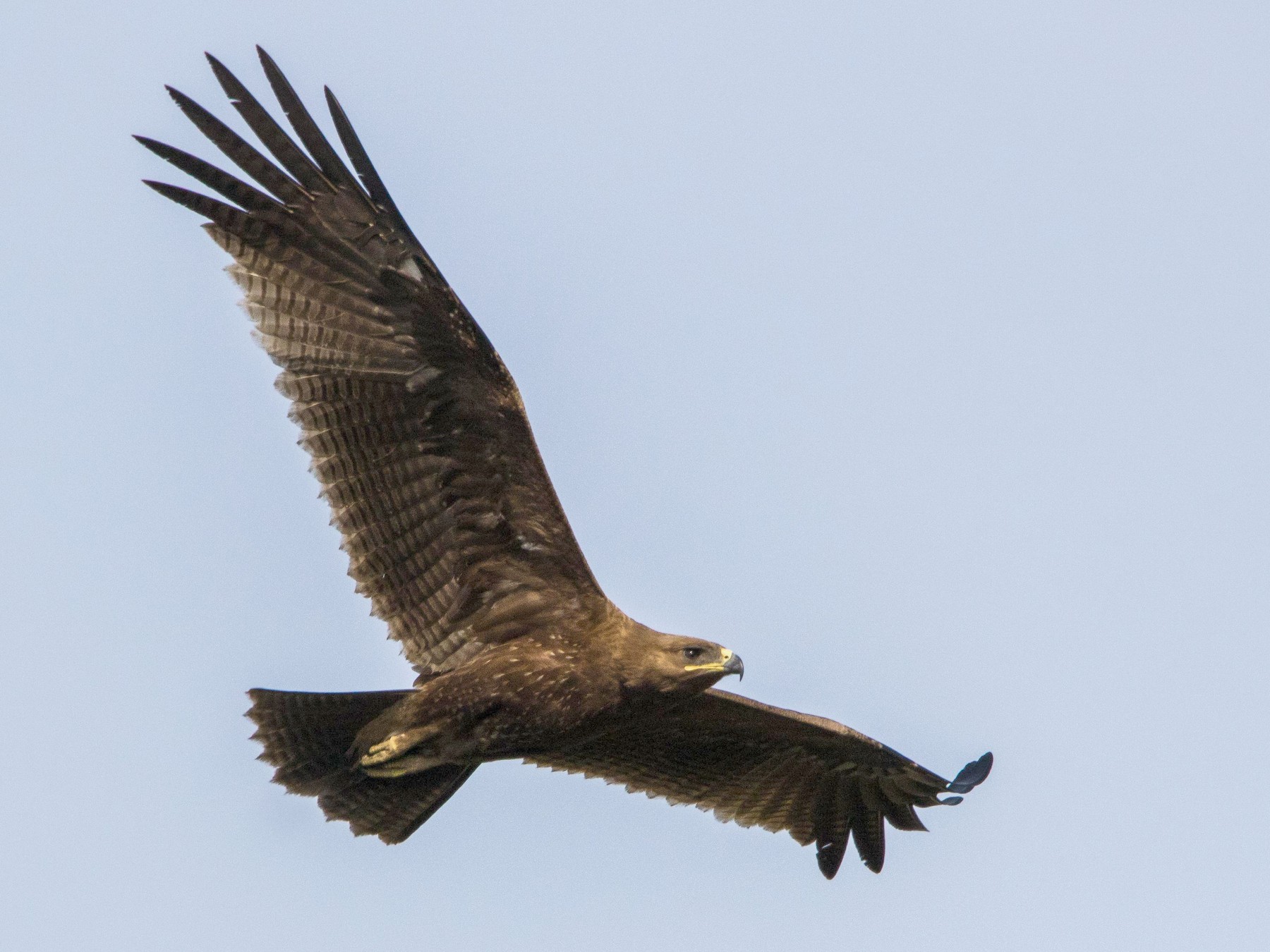 Indian Spotted Eagle Identification