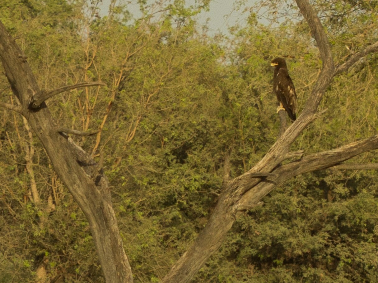 Indian Spotted Eagle - Ramit Singal