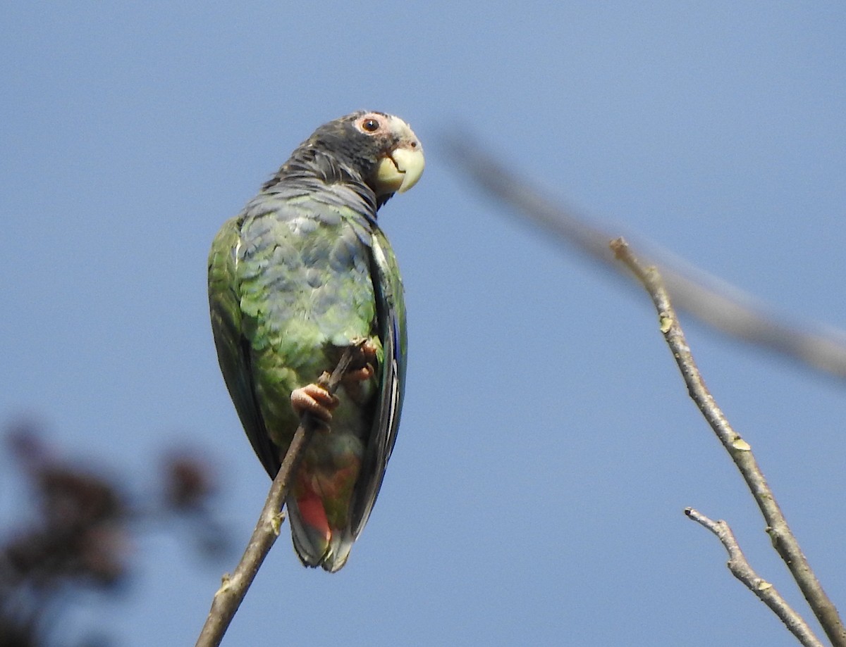 White-crowned Parrot - Ad Konings