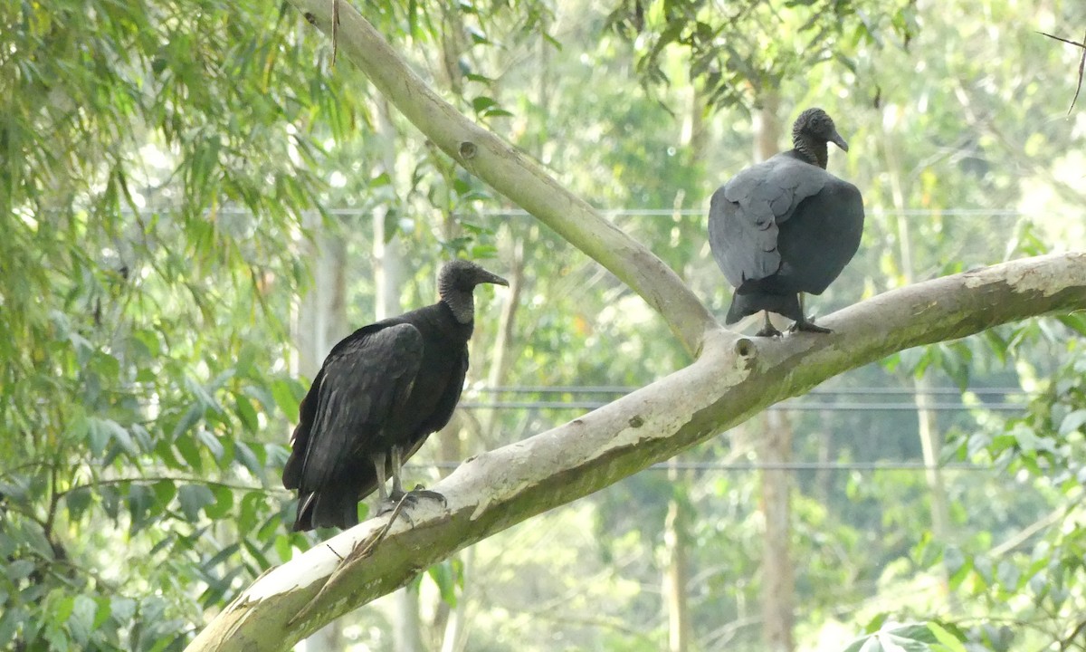 Black Vulture - Peter Dunwiddie