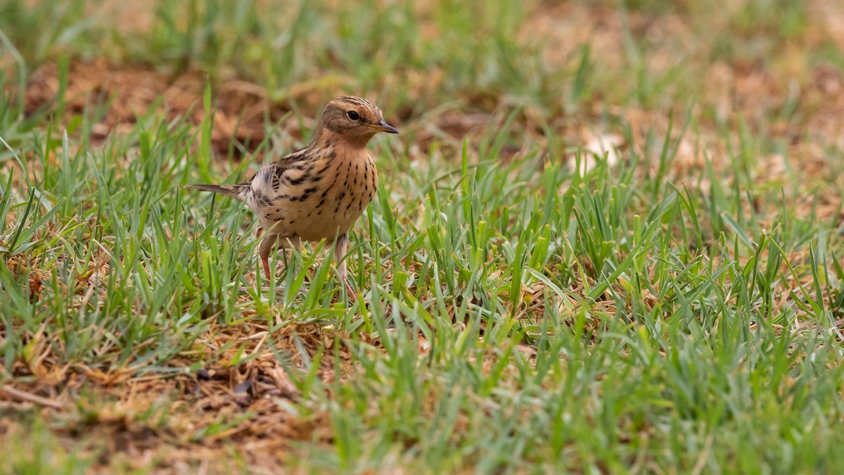 Red-throated Pipit - ML145412211