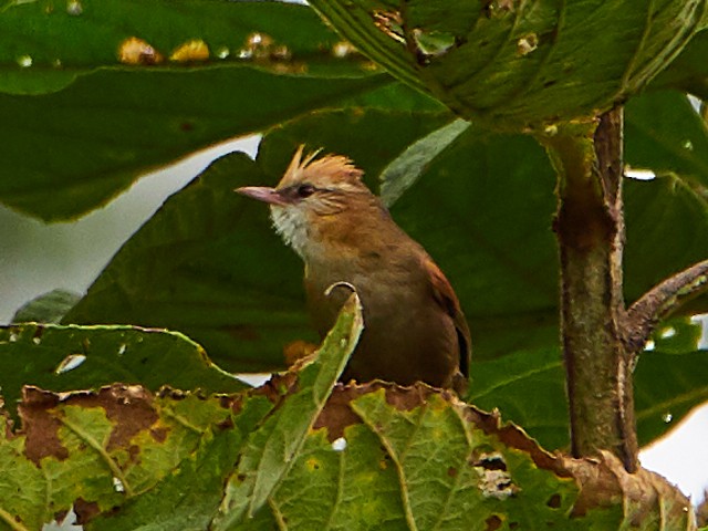 Creamy-crested Spinetail - ML145412841