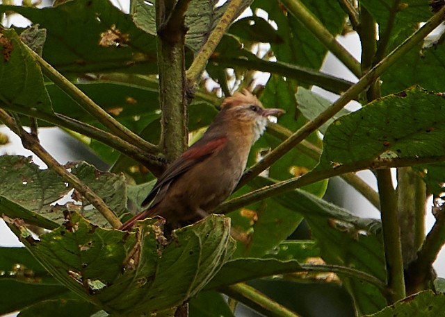 Creamy-crested Spinetail - ML145412851