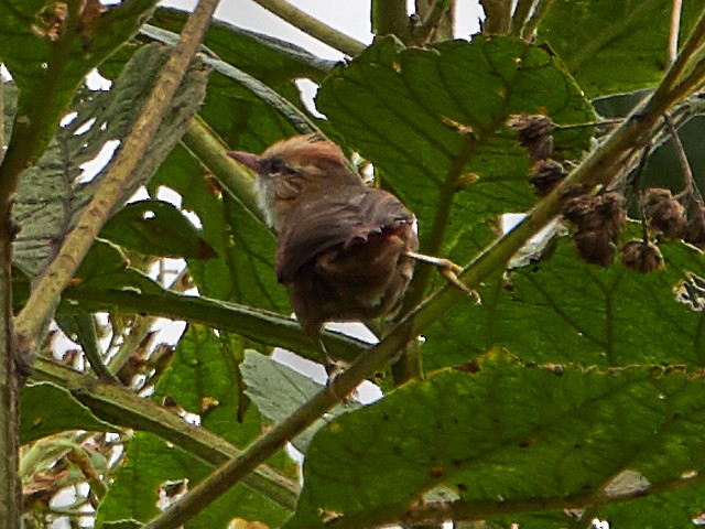 Creamy-crested Spinetail - ML145412871