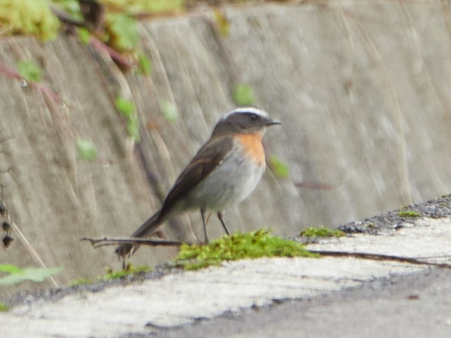Rufous-breasted Chat-Tyrant - ML145413011