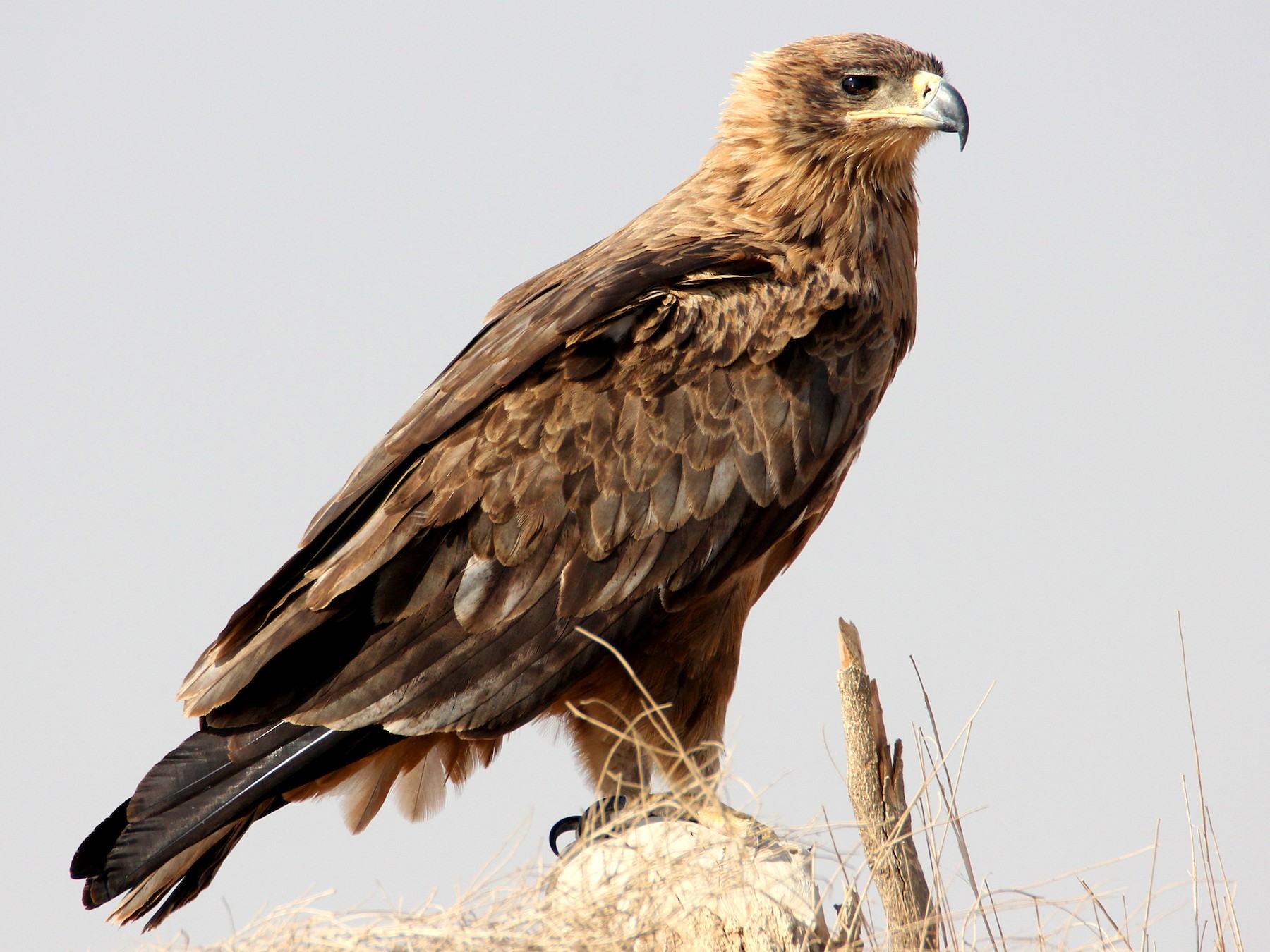 Tawny Eagle - Amol Bapat