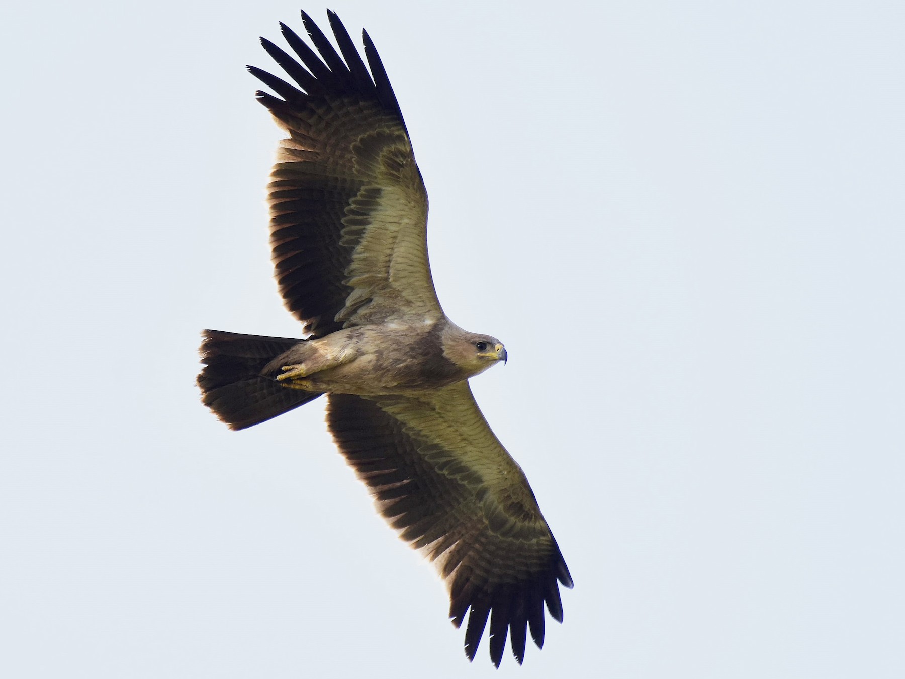 Tawny Eagle - AVINASH SHARMA