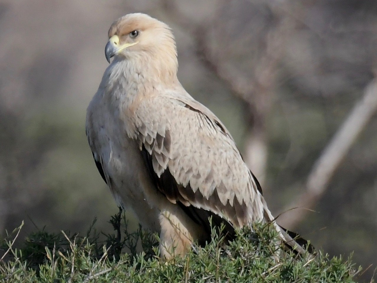 Tawny Eagle - Haynes Miller