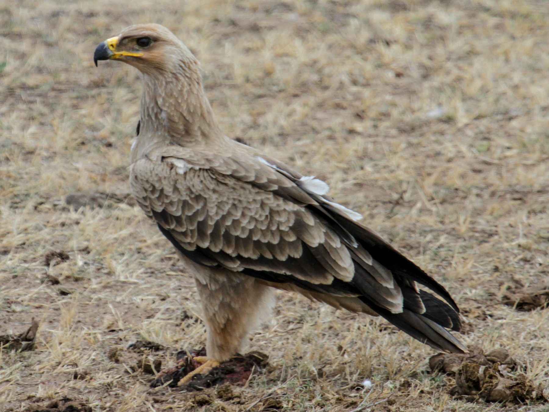 アフリカソウゲンワシ Ebird