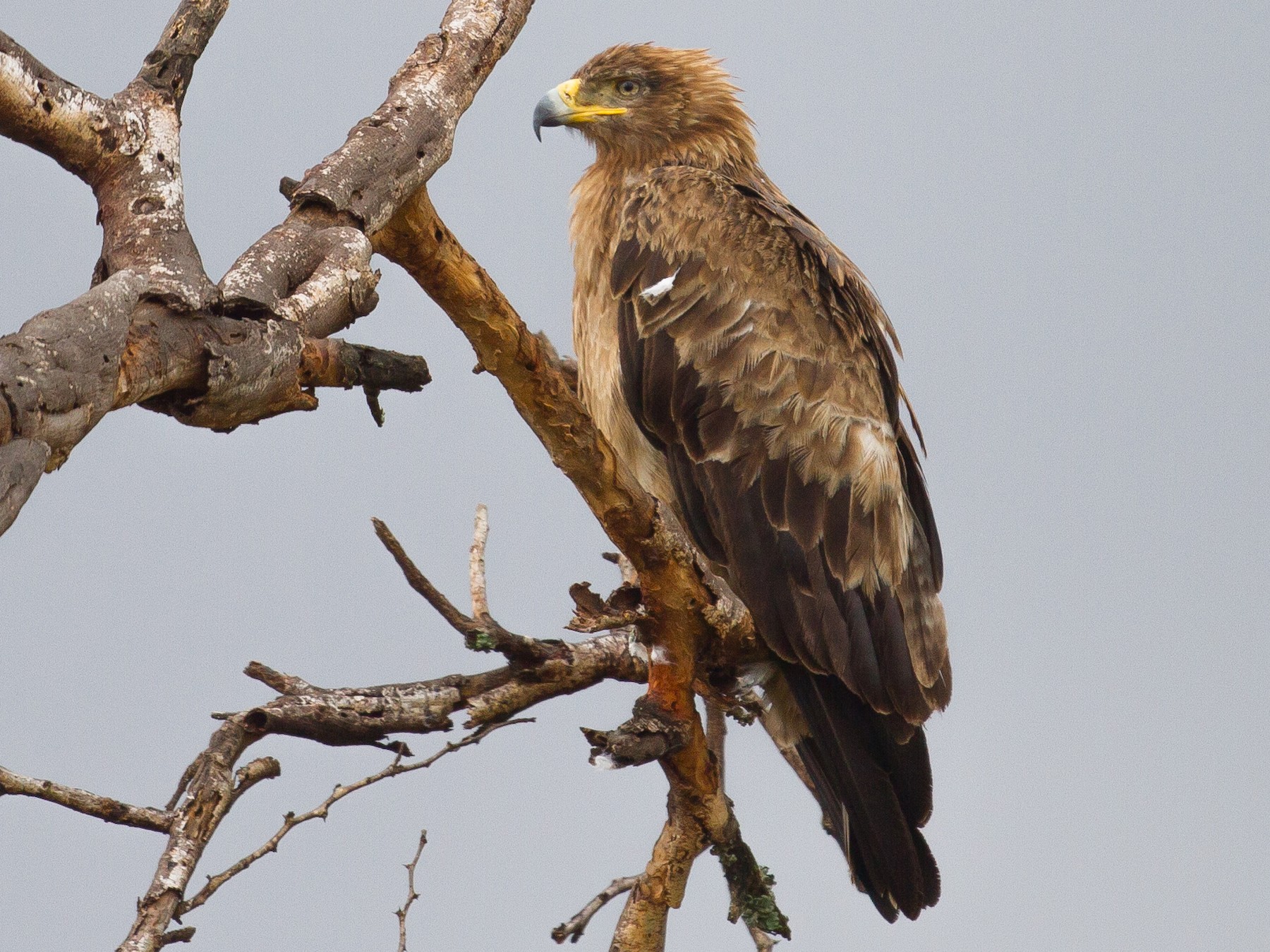 Tawny Eagle - Chris Sayers